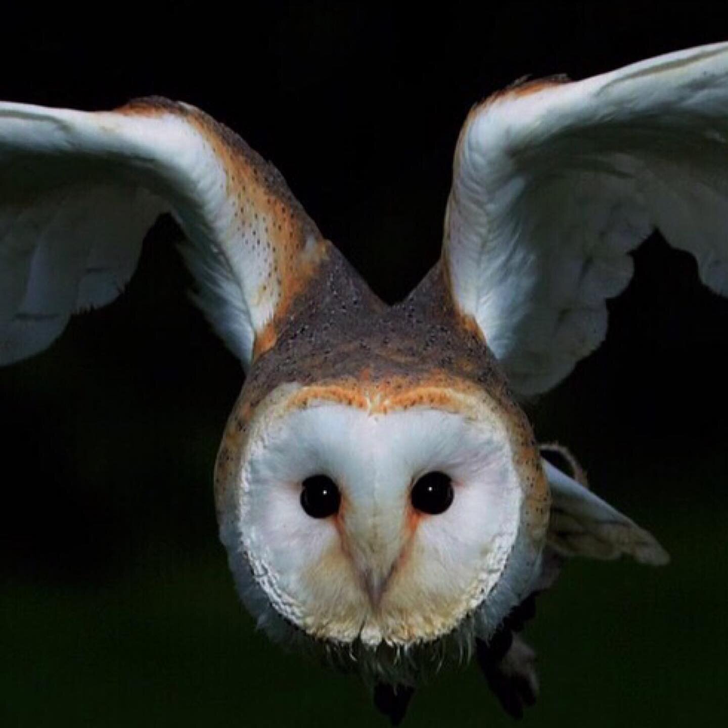 While owls are sacred to the Greek Goddess Athena, gifted with intelligence, military strategy and generalship, barn owls are sacred to her brother, Ares, the Greek God of the untamed aspects of war, bloodshed and strife.
⠀⠀⠀⠀⠀⠀⠀⠀⠀⠀⠀⠀
⠀⠀⠀⠀⠀⠀⠀⠀⠀⠀⠀⠀ ⠀⠀