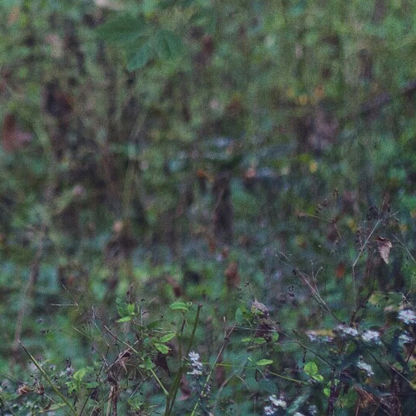 &ldquo;While crows do nearly as well as ravens solving intelligence tests, McGowan stresses that crows have an uncanny memory for human faces&mdash;and can remember if that particular person is a threat. They seem to have a good sense that every pers