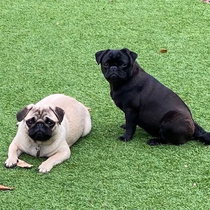 Pepsi and Shirley.jpg