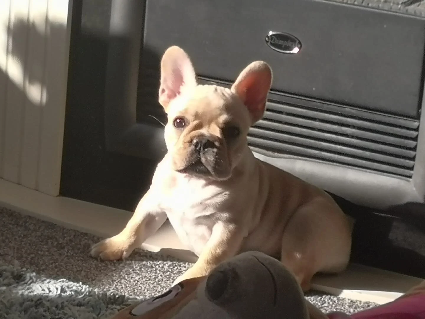 Luna.jpg