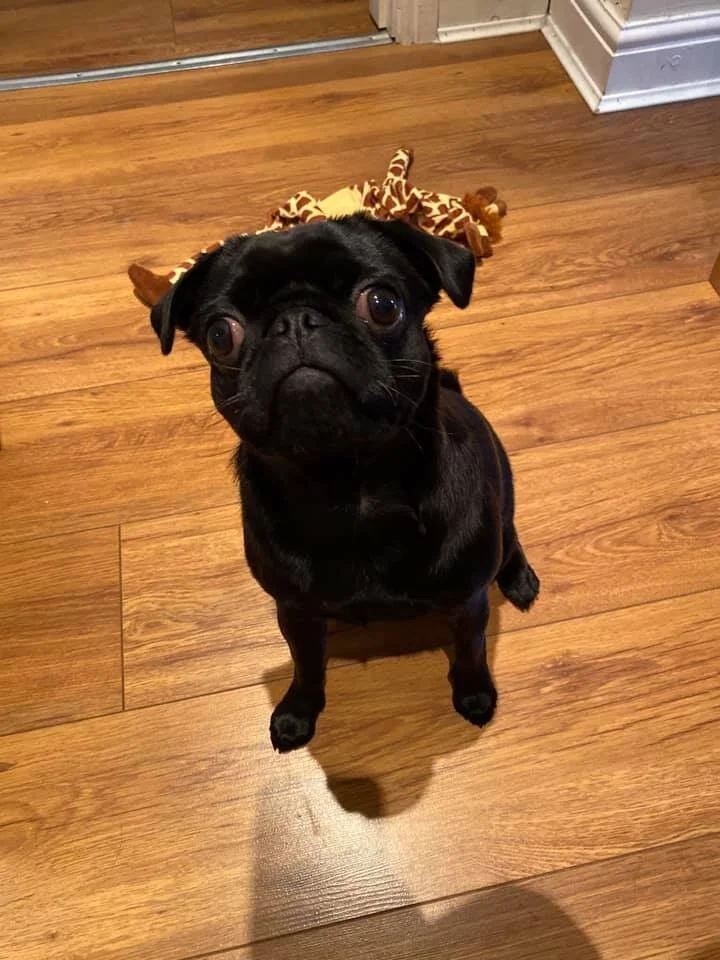 121077154_10221542675309015_6691546989419936568_n.jpg