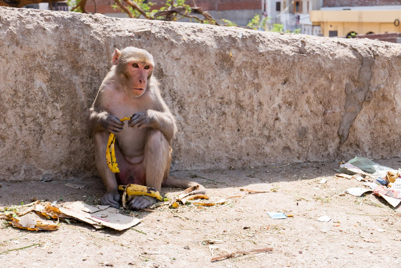India P1380987.jpg