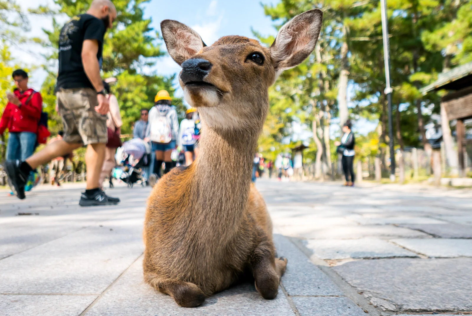 Japan P1020667.jpg