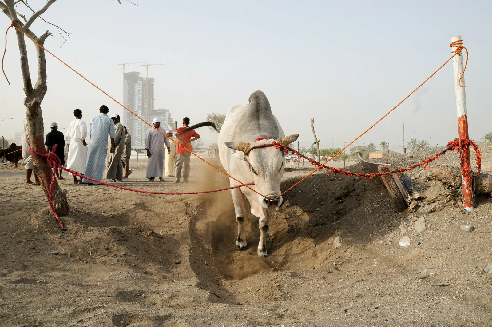 MuscatWO130309JM45.jpg