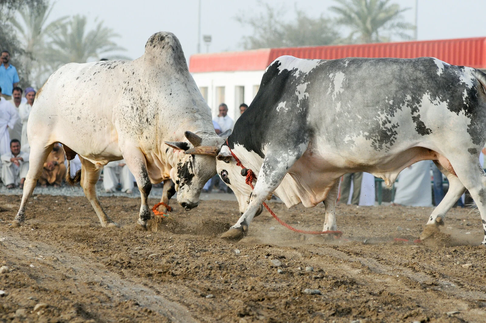 MuscatWO130309JM76.jpg