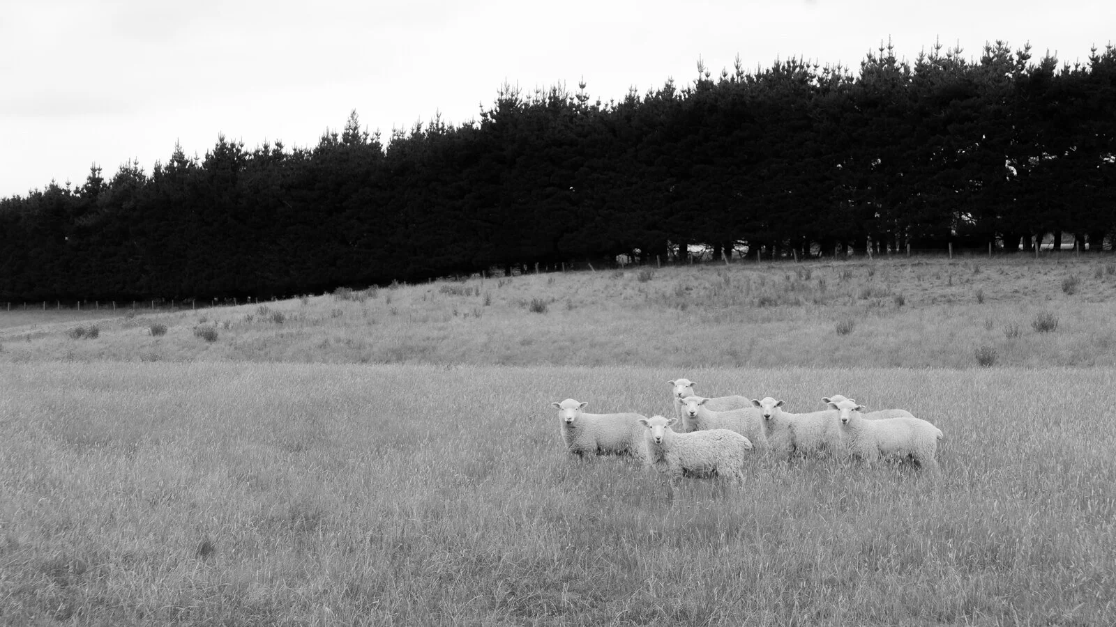 New Zealand P1250747.jpg
