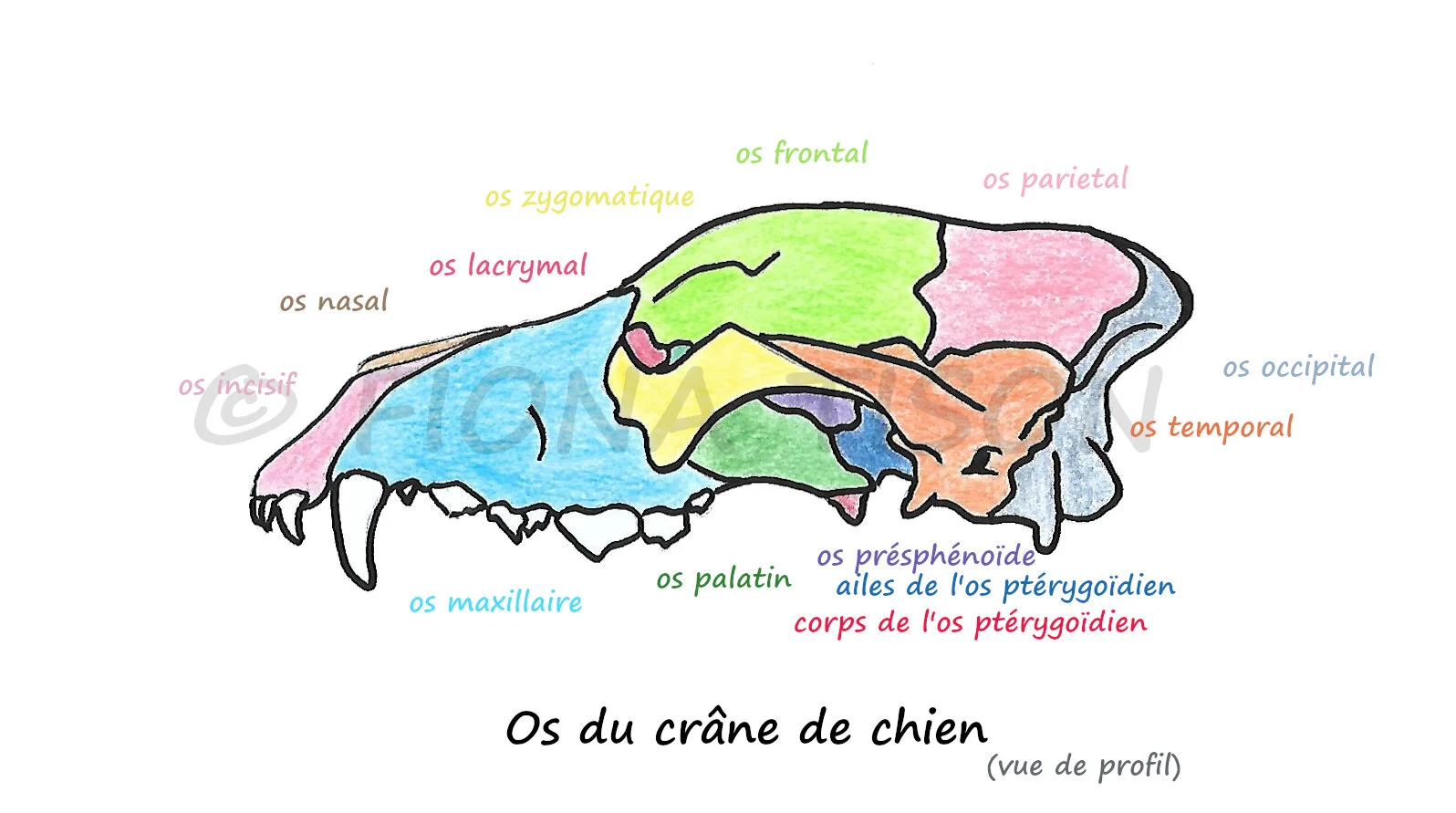 anatomie du squelette du chien — Fiona Tison vétérinaire — free download