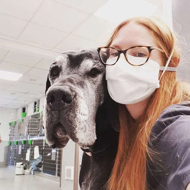 Parfois je rencontre des g&eacute;ants ! 
Avez vous d&eacute;j&agrave; eu un g&eacute;ant chez vous ?  Ce n'est pas trop  compliqu&eacute; &agrave; g&eacute;rer ? 
#vet #veterinary #veterinaire #chien #dog #dogueallemand #danois #huge #giant #g&eacut