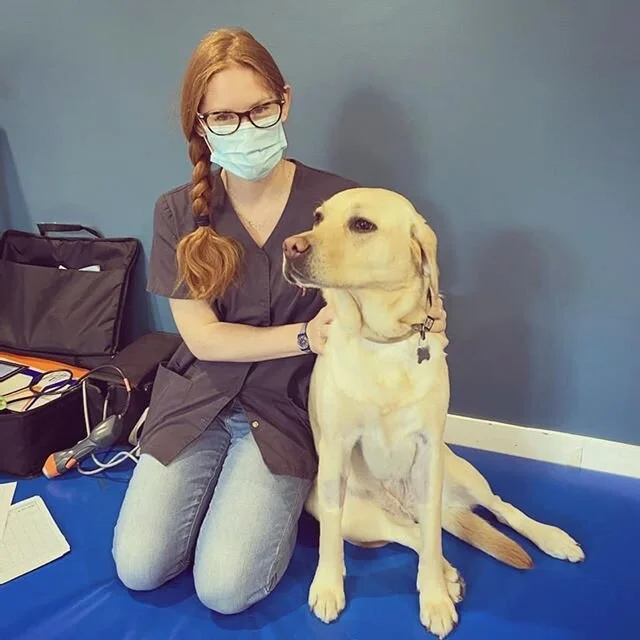 Mia est tr&egrave;s fi&egrave;re de faire du laser ! 
Merci &agrave; sa propri&eacute;taire pour la belle photo ♡
#dog #chien #labrador #laser #v&eacute;t&eacute;rinaire #veterinary #care #physioth&eacute;rapie #physiotherapy #animal