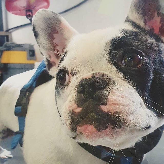 Je m'appelle neige et j'&eacute;tais paralys&eacute;e des pattes arri&egrave;res suite &agrave; une hernie discale. 
Neige fait de gros progr&egrave;s gr&acirc;ce au laser et &agrave; l'hydroth&eacute;rapie.
#v&eacute;t&eacute;rinaire #veterinary #ve