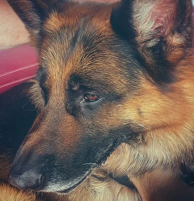 JANGO est un berger allemand qui a une dysplasie du coude. Il est cens&eacute; &ecirc;tre au repos pendant au moins un mois mais c'est parfois tr&egrave;s compliqu&eacute; avec les jeunes chiens ! 
#dog #chien #bergerallemand #germanshepherd #v&eacut