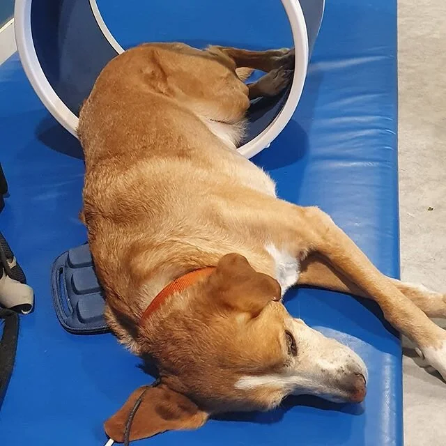 Nestor en pleine s&eacute;ance de magn&eacute;rotherapie. 
La vie est difficile.
#chien #dog #v&eacute;t&eacute;rinaire #veterinary #vet #physioth&eacute;rapie #physiotherapy #magnerotherapie