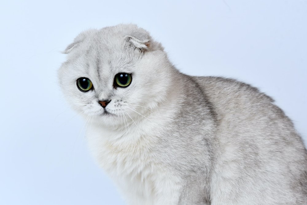 La Chondrodysplasie Du Chat Scottish Fold Fiona Tison Veterinaire