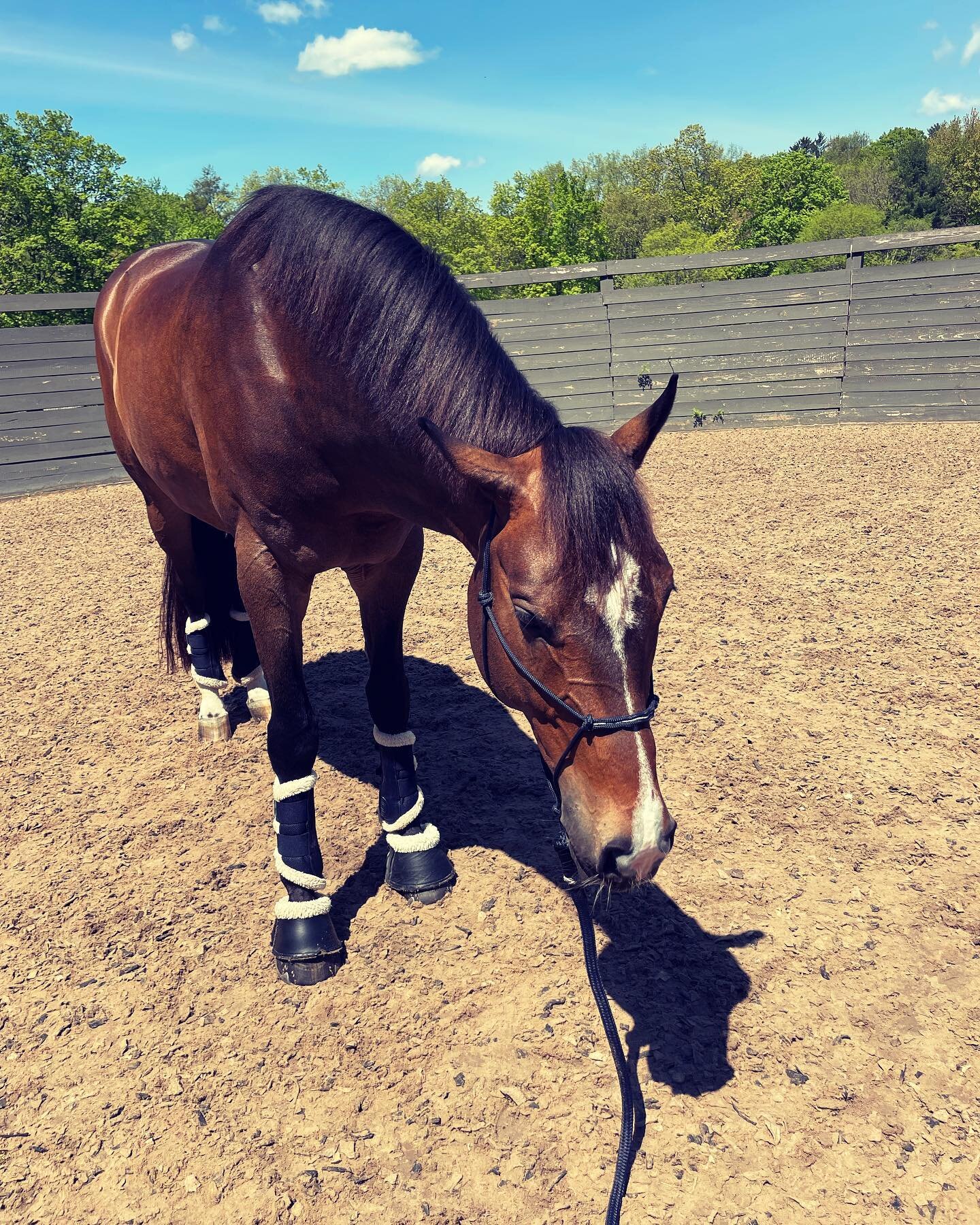 Settling in to US life and loving working with new horses and people. Being able to come over the pond and share knowledge of how we, as riders, can train both the mind and body of the horse for peak performance is so exciting! Just like humans, if t