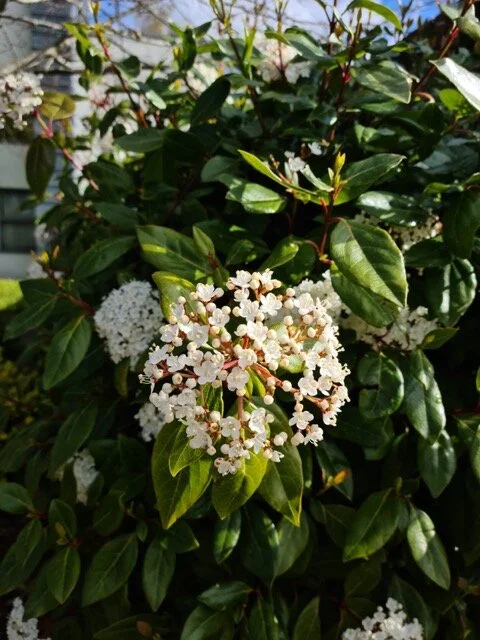 Photographs of University of Southampton Avenue Campus, © Liam O'Connor, 2020