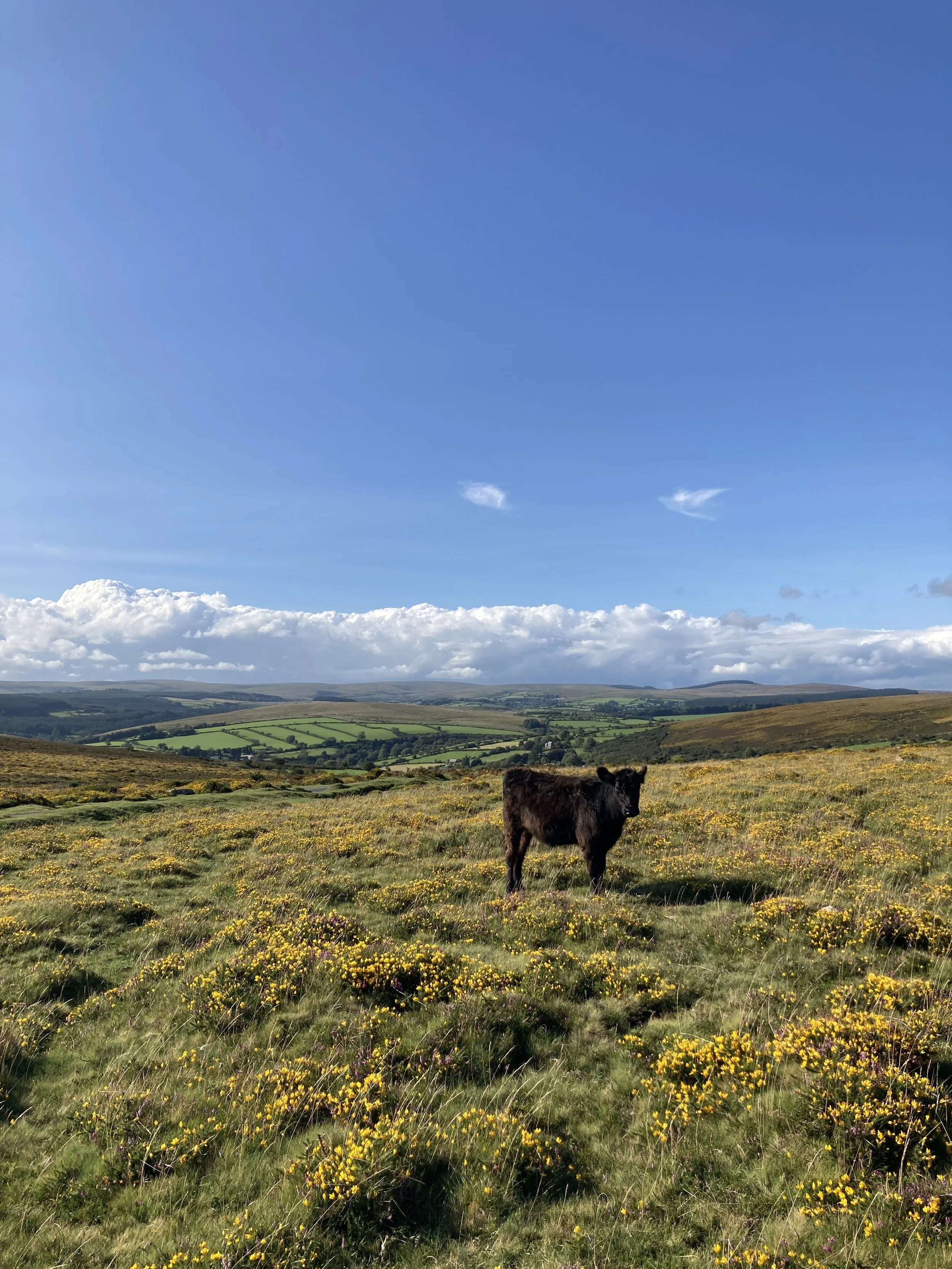      

 
   Summer in the South West  A few weeks in August spent between, Somerset, Dorset and Devon. A lot of cream teas, fish and chips, ice cream, and crab sandwiches were consumed. All completely justifiable due to the amount of sea swimming and