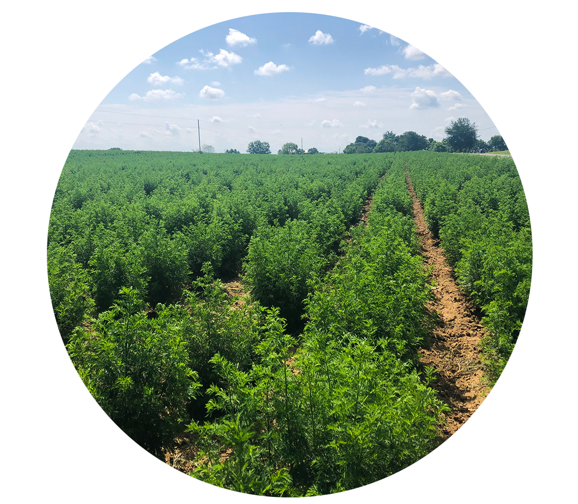 About — ArtemiLife™