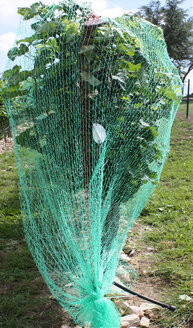 tree-netting.jpg