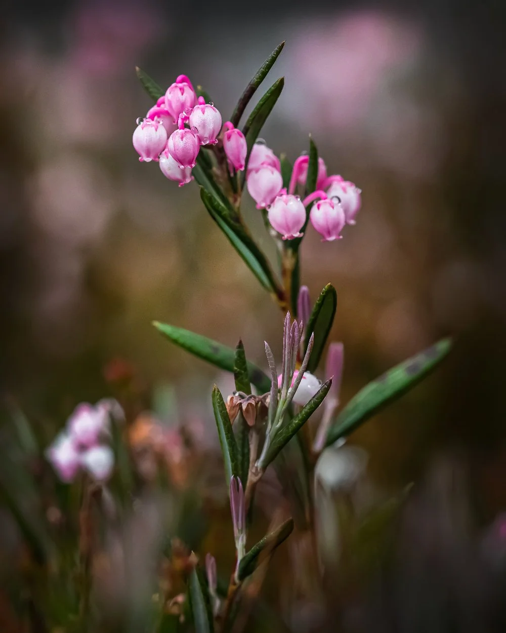 Ida-Olsson-Photography.jpg