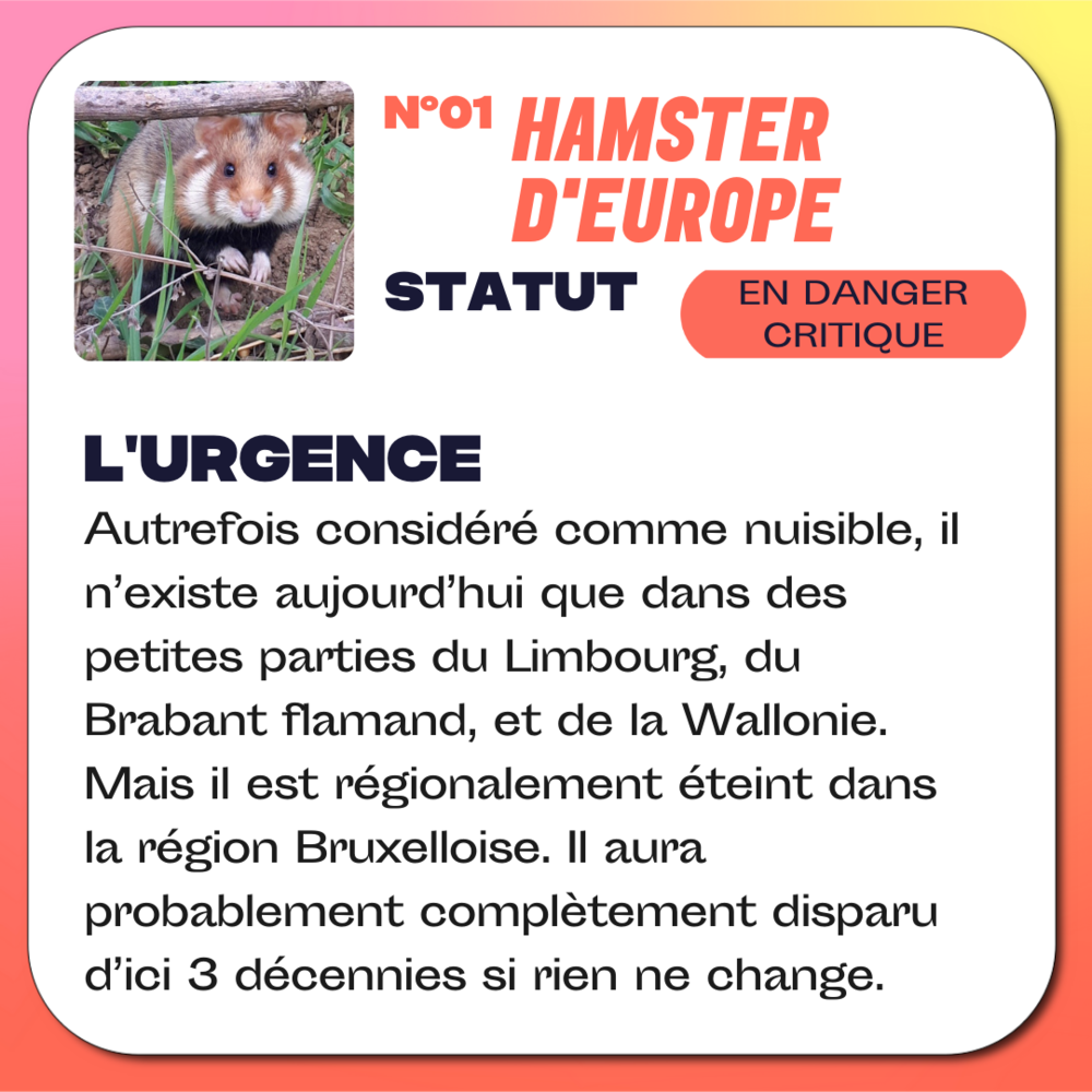 Hamster d'Europe