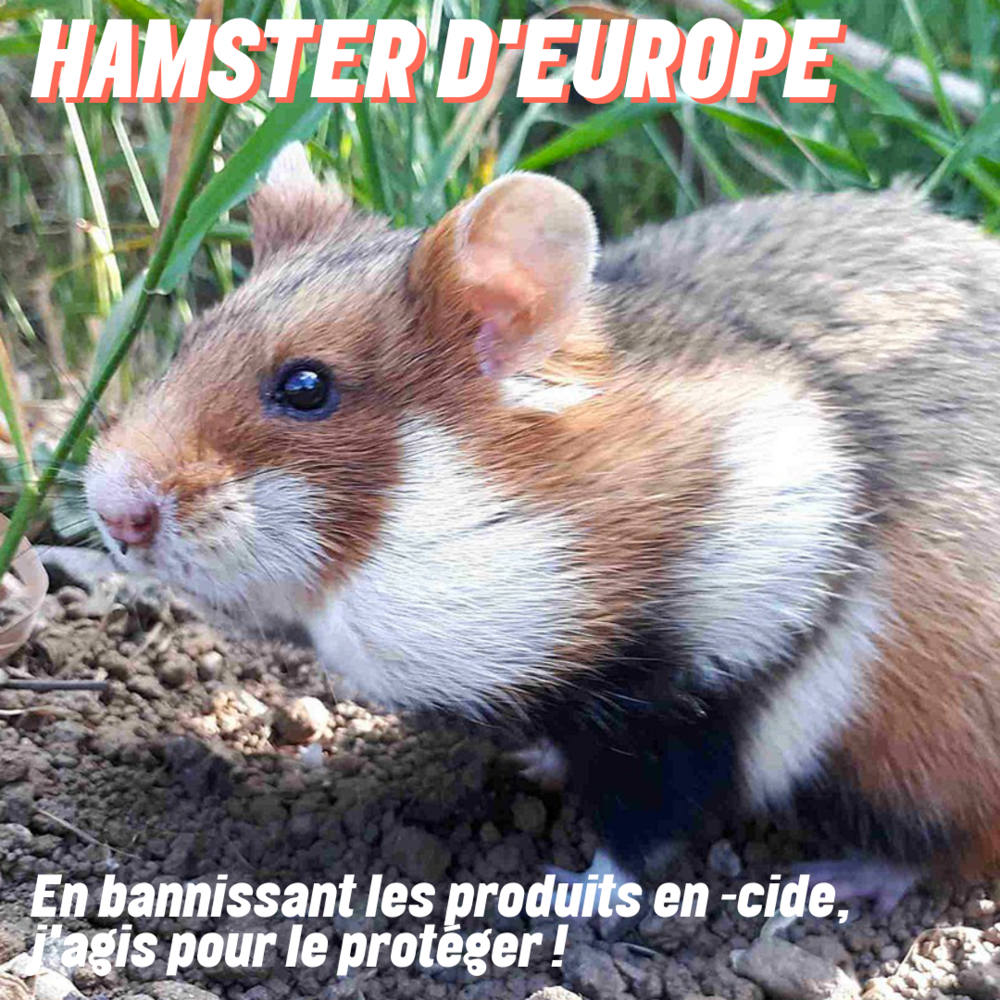 Hamster d'Europe