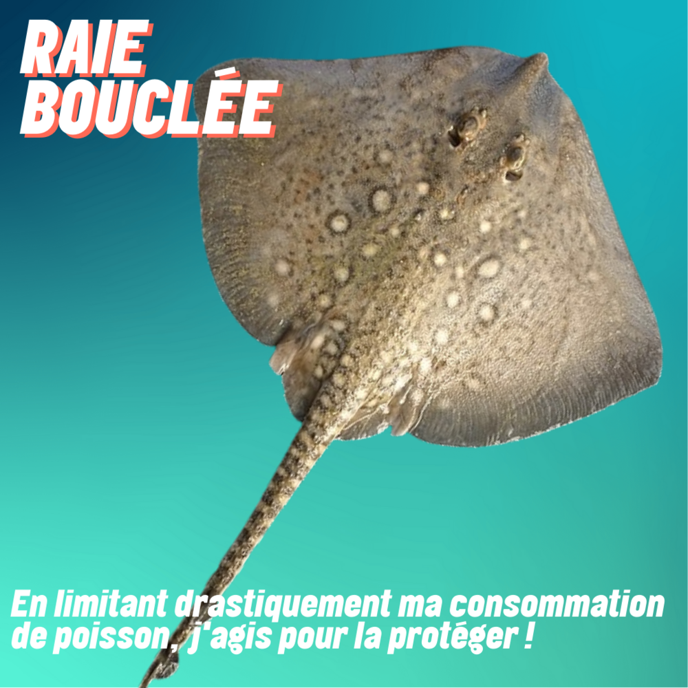 Raie bouclée