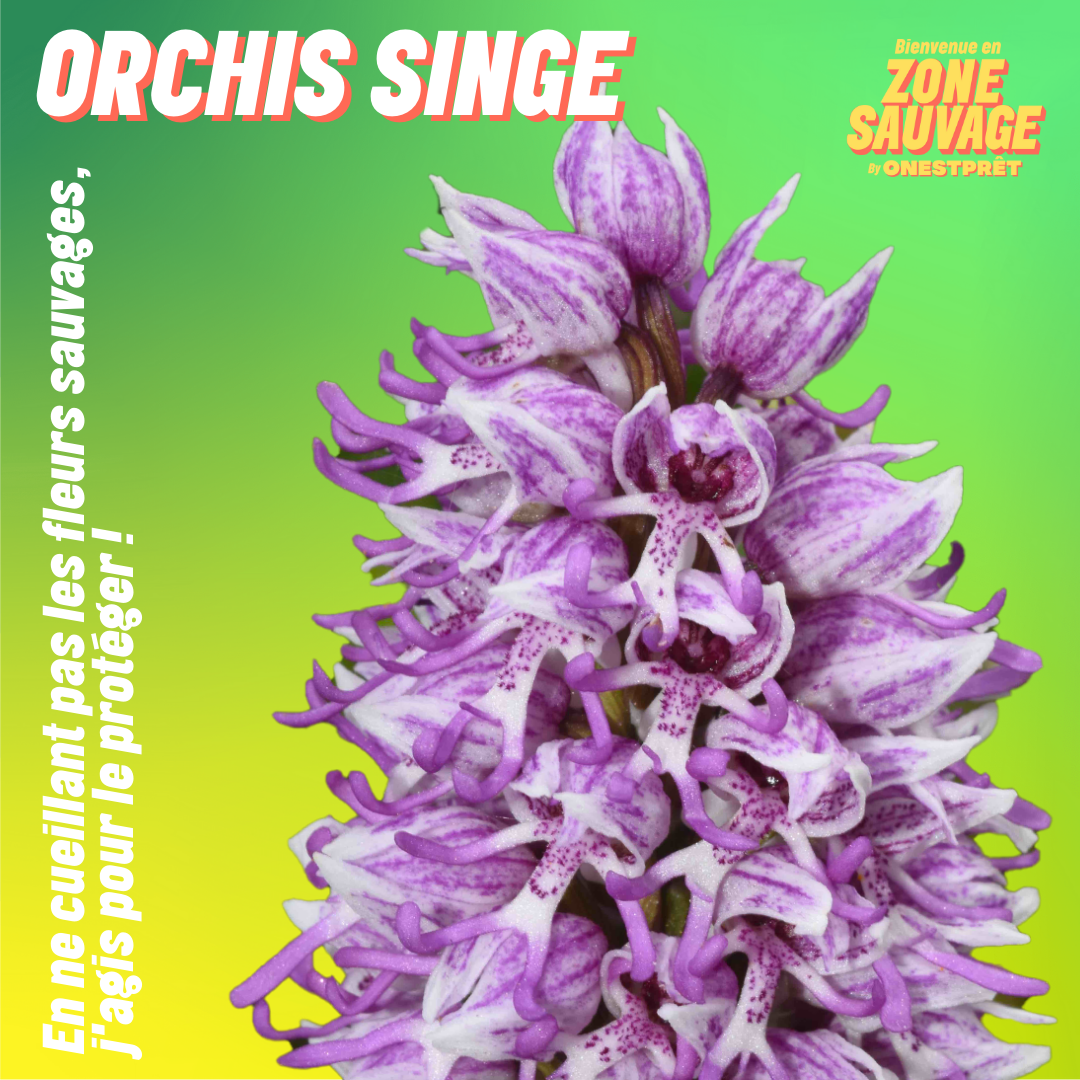 Orchis Singe
