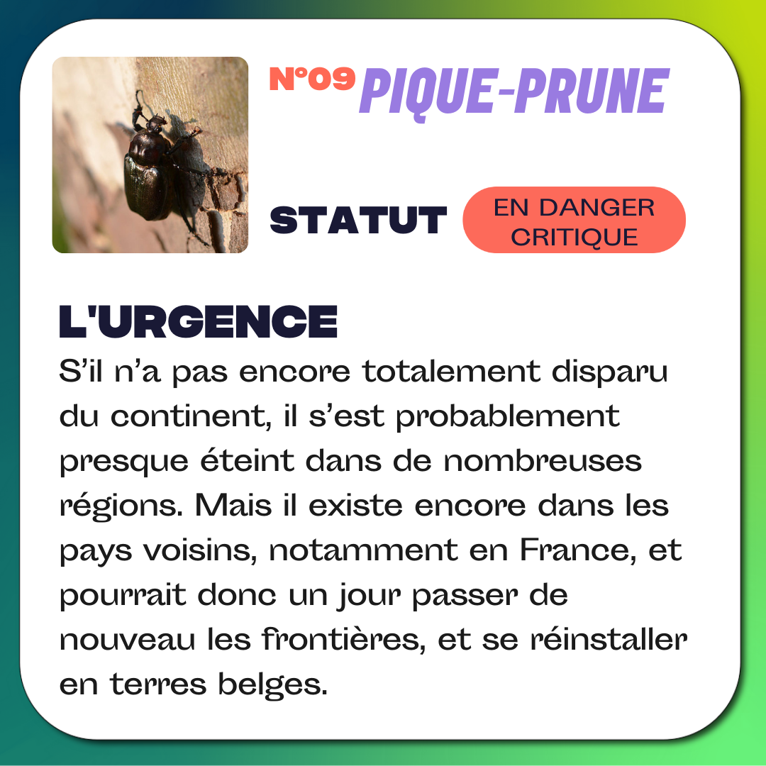 Pique Prune