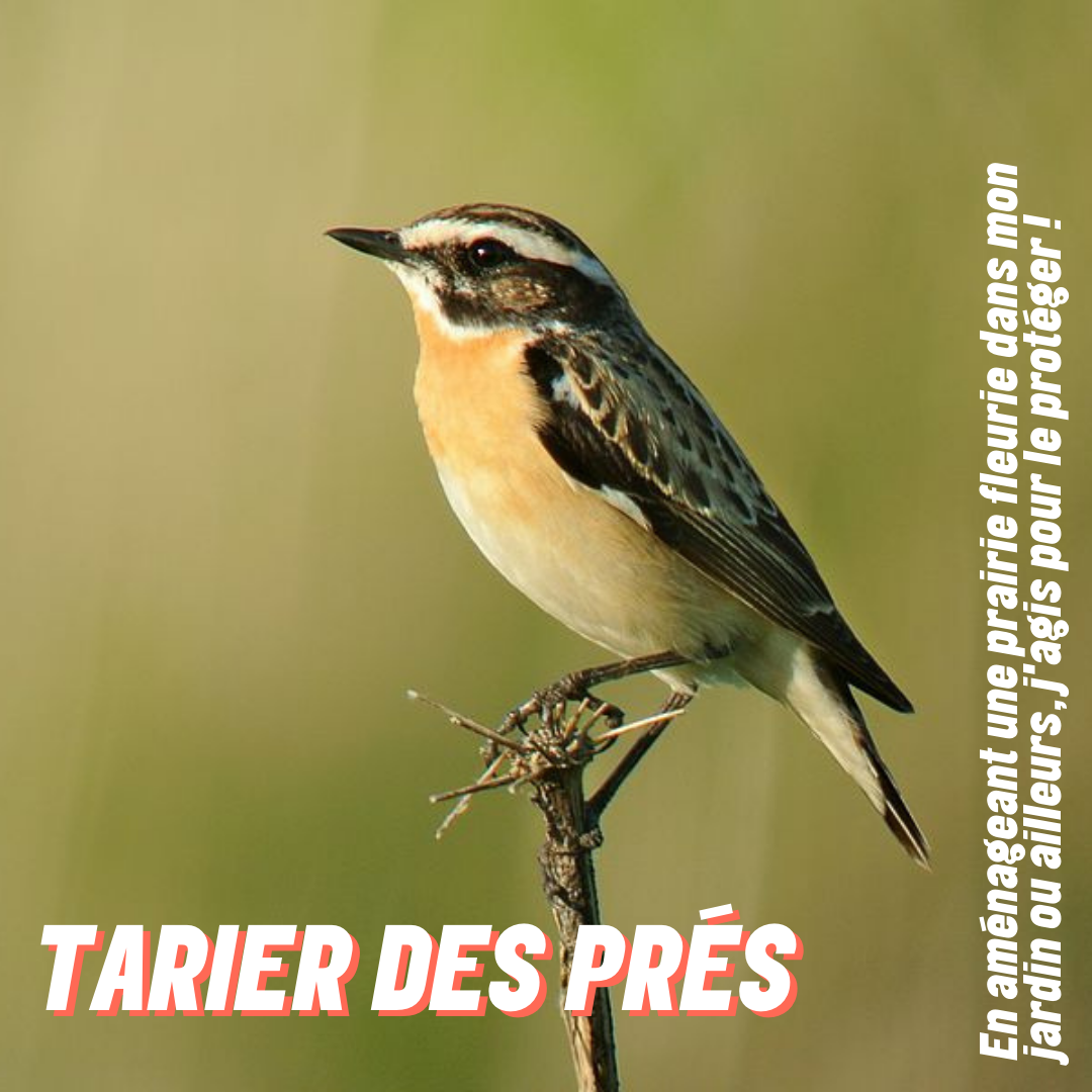 Tarier des prés