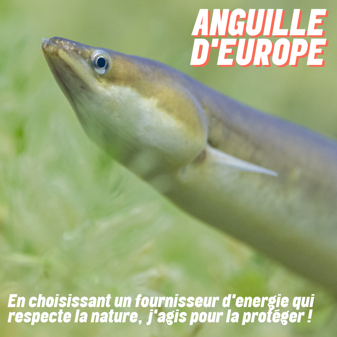 Anguille d'Europe