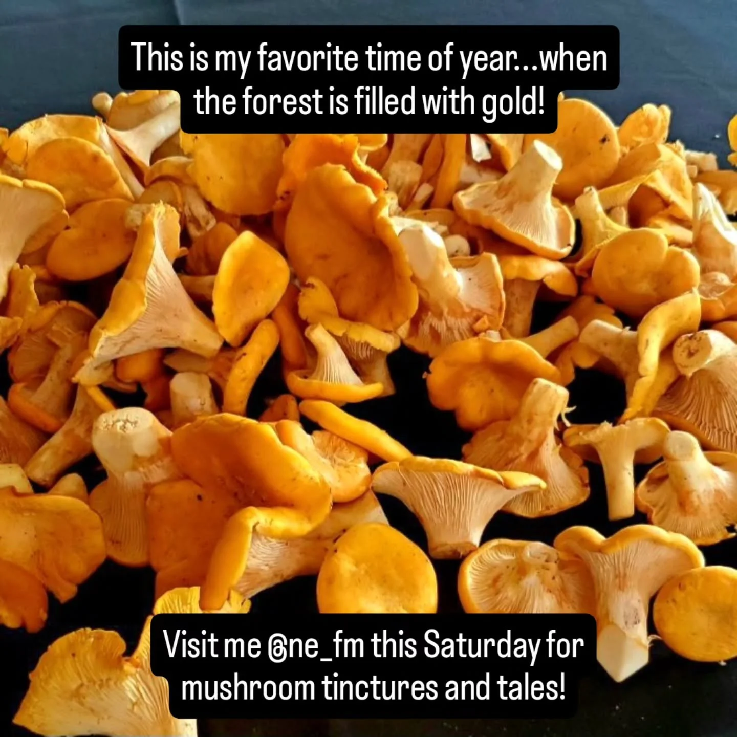 I will be at Northeast Farmers Market this Saturday, July 26th, and hope to see you there! Peak summer produce,  flowers, and food, as well as creative vendors, make @ne_fm one of the BEST markets in town.
#ne_fm #forageresponsibly #mushroommedicine