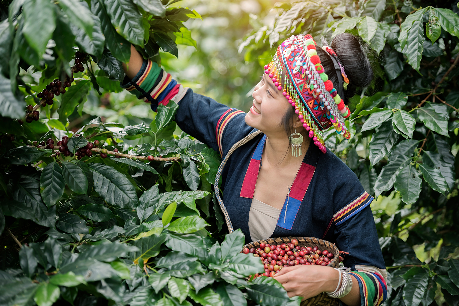 Lahu girl picking coffee cherry.png