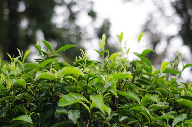 tea image (1).jpg