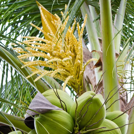 Natnat 有機椰子花蜜糖 Natnatlife