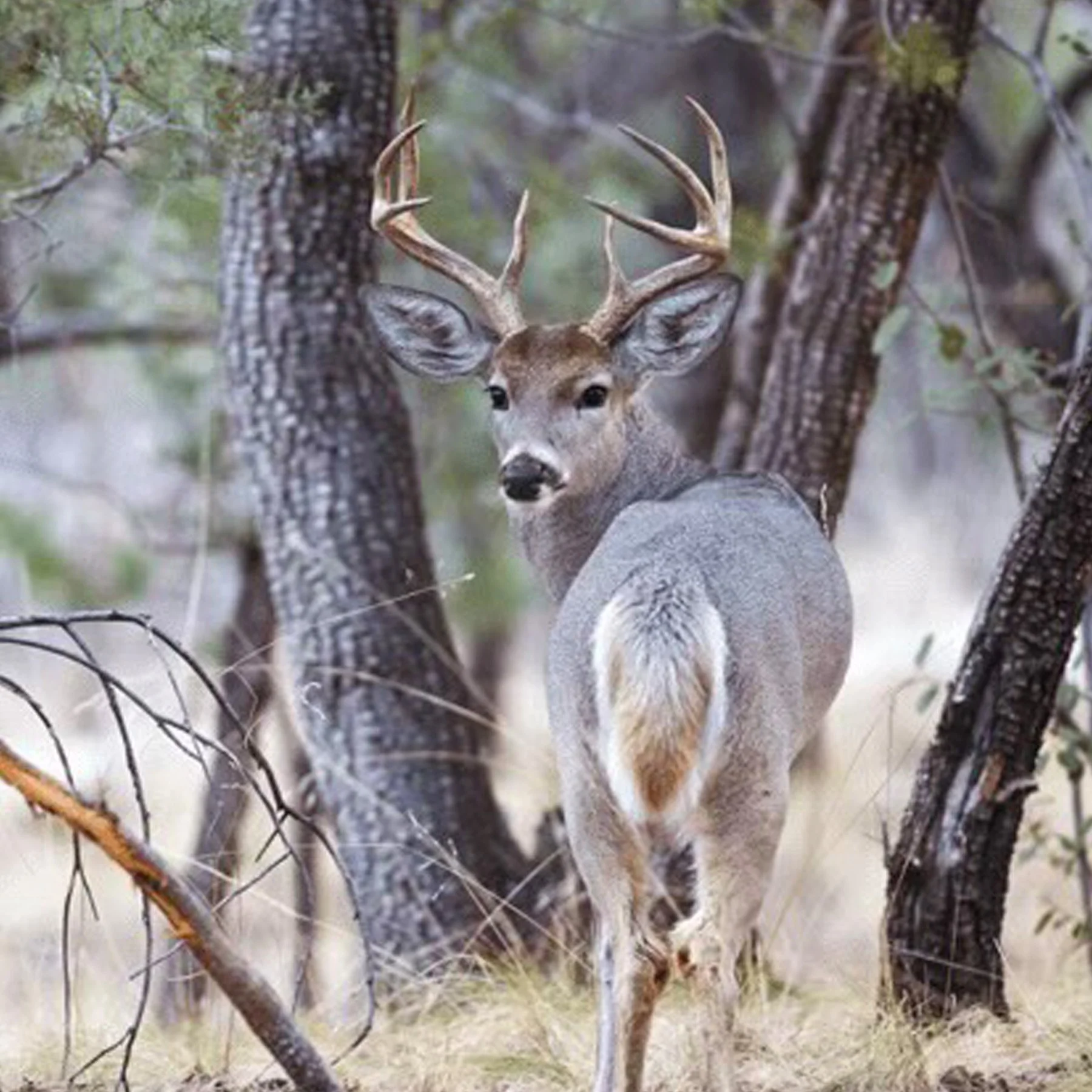 AZSCI Gold Coues Deer Table.jpg