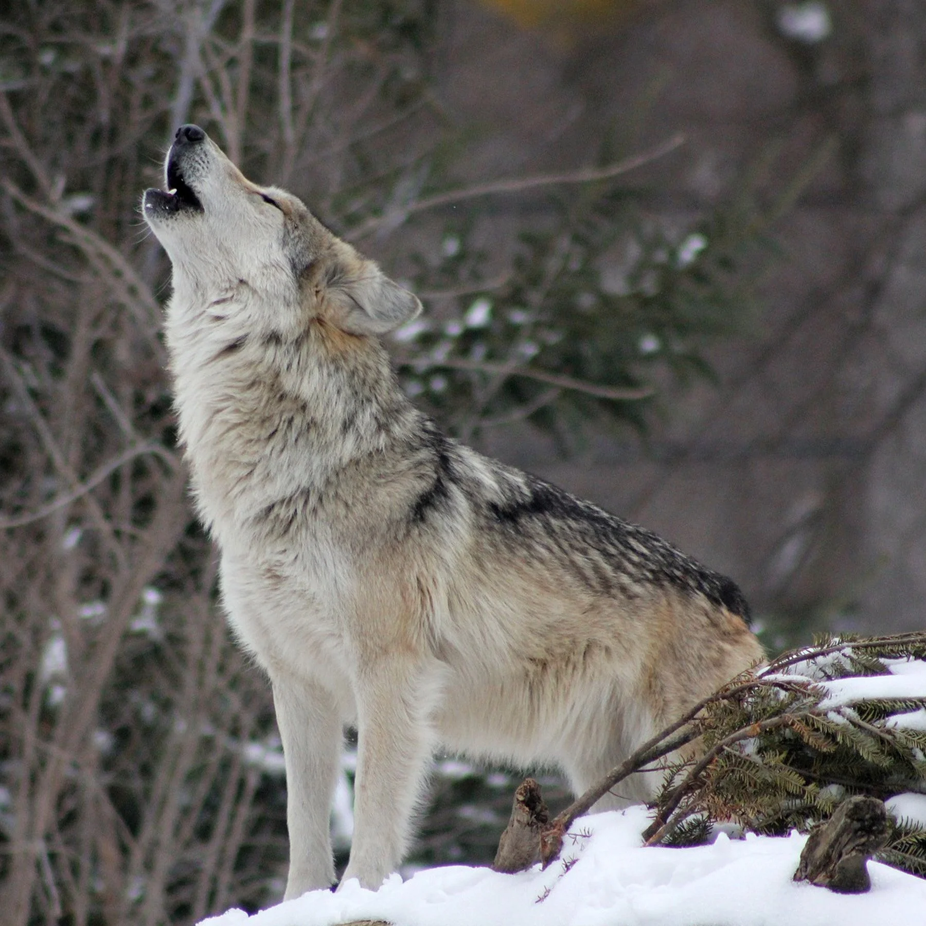Individual Dinner Package 2026 Banquet