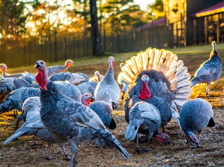 Heritage Poultry Conservancy
