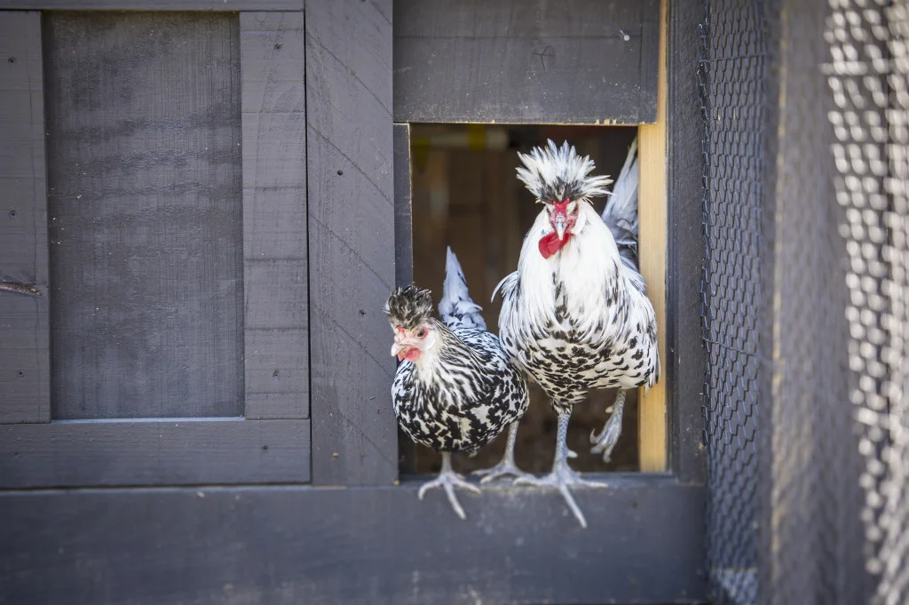 Appenzeller Spitzhauben Chicken