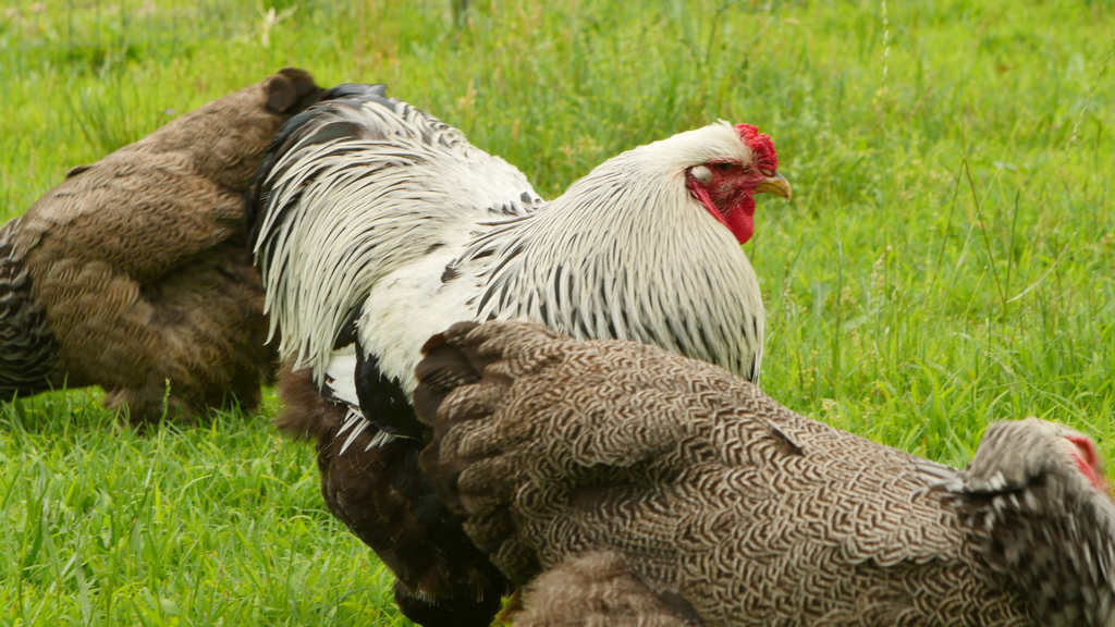 Brahma — Heritage Poultry Conservancy