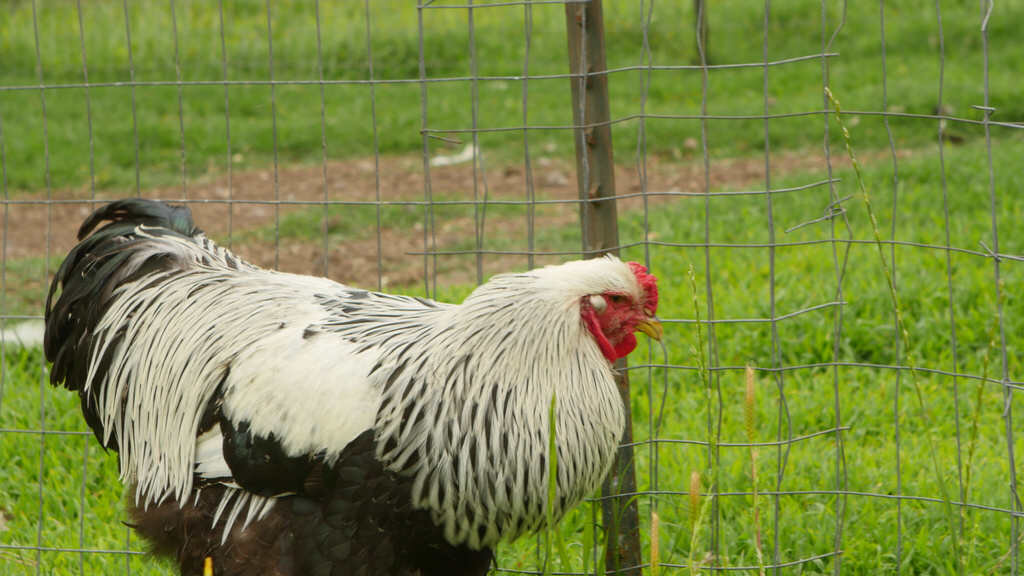 Brahma — Heritage Poultry Conservancy