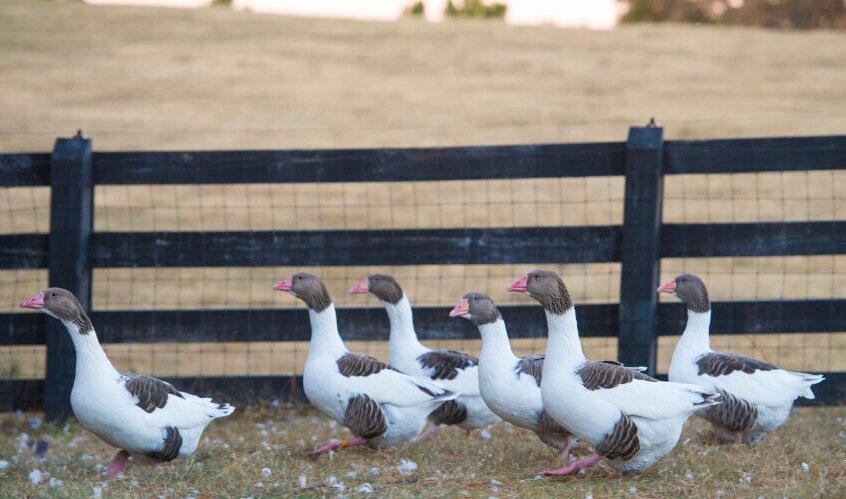 Chinese Goose - The Livestock Conservancy