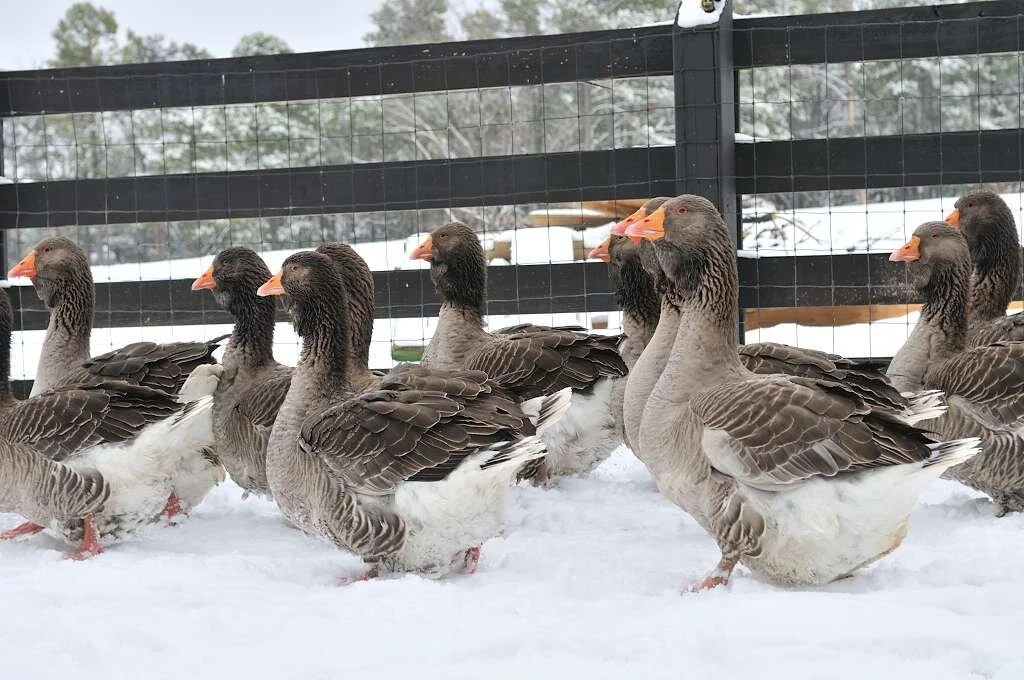 Conservations Matters: Heritage Geese