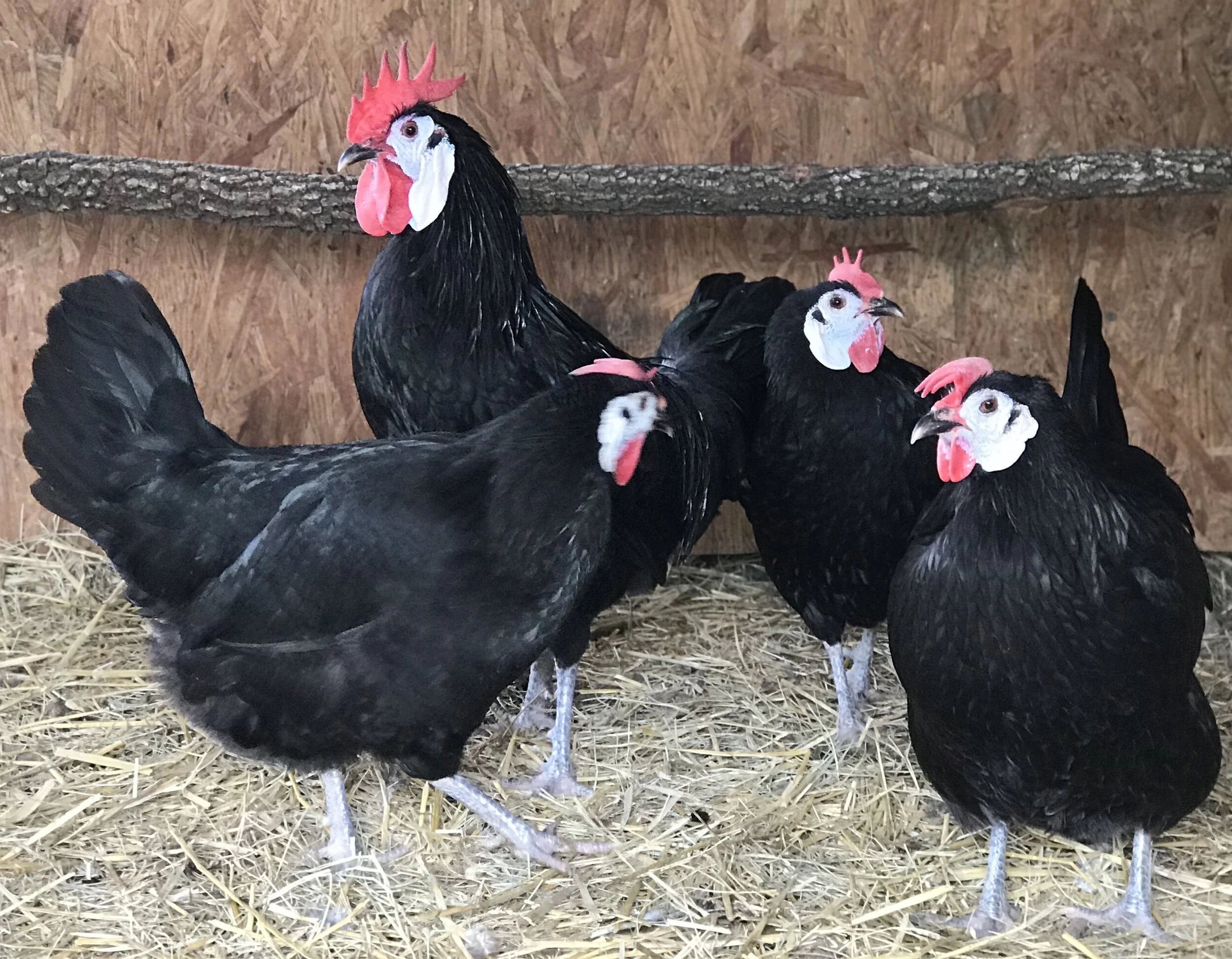 White Face Black Spanish — Heritage Poultry Conservancy
