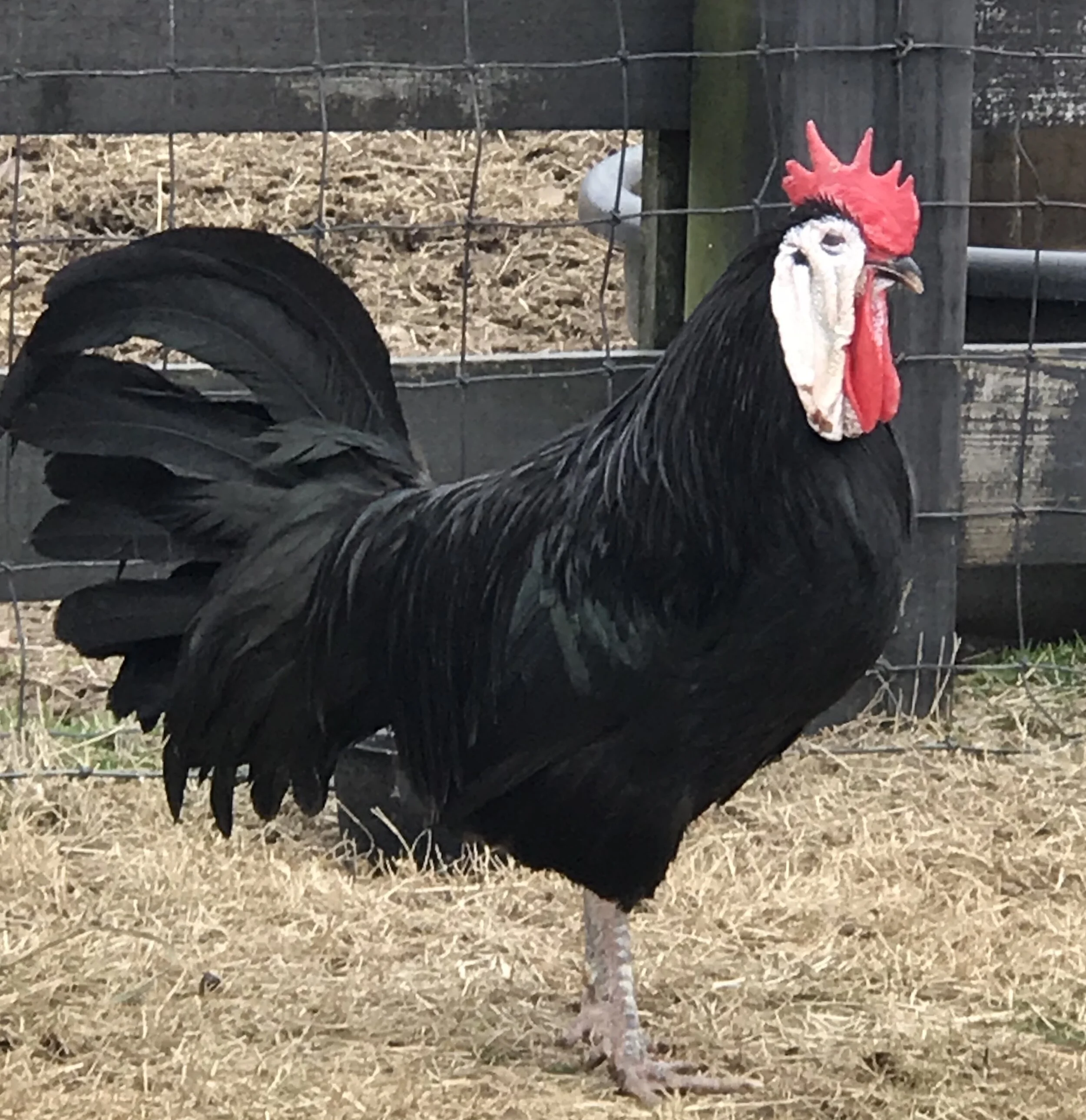 White Face Black Spanish — Heritage Poultry Conservancy