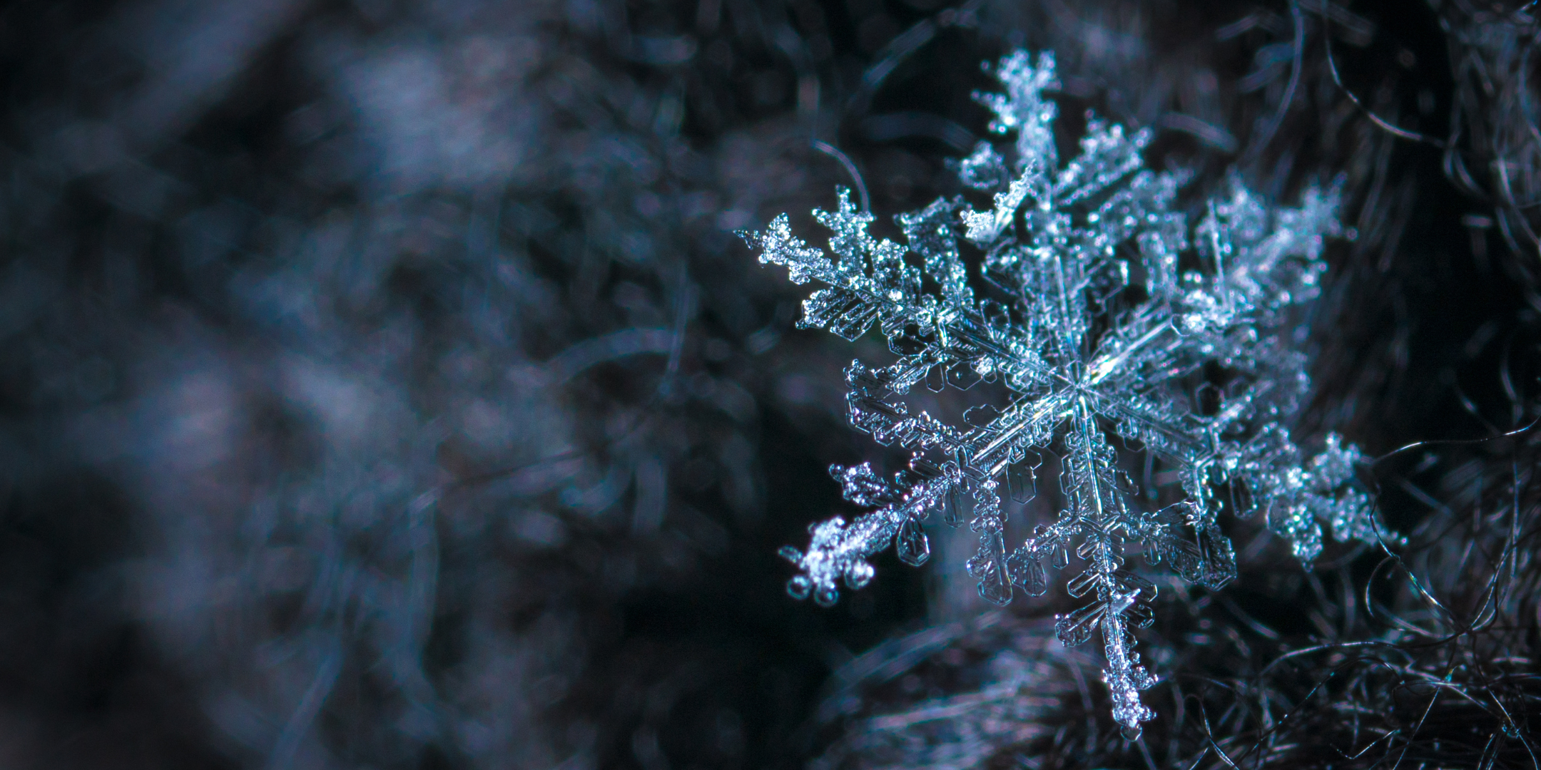 Fierce & Tender Winter 2025 EB Banner (1).png