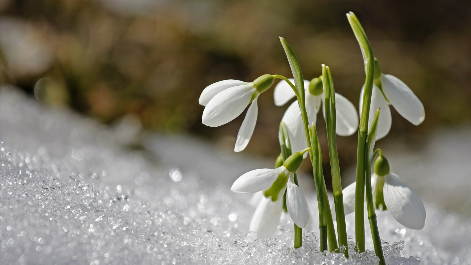 Fierce & Tender Facebook Event Banner BIG (1).png