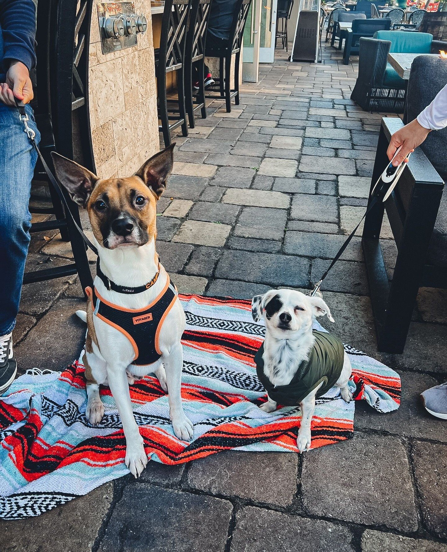 Outings are always better with a furry friend by your side! 🐶 Join us indoors or outdoors &ndash; we're proudly dog-friendly! 🐾☀️