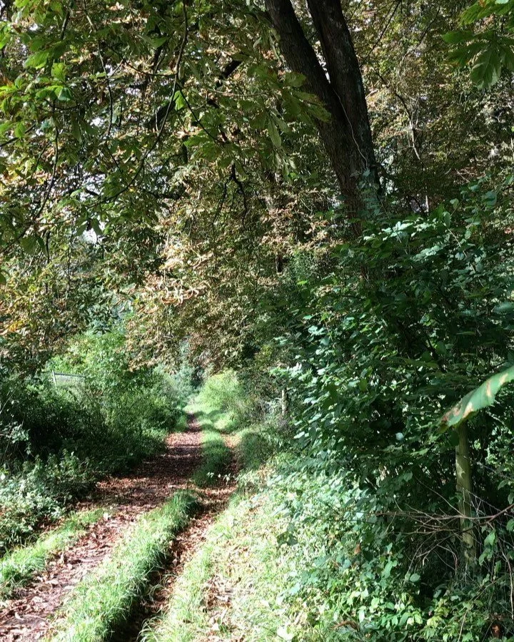 Slow Autumn walk - conker bonanza this year! It makes walks even slower if you&rsquo;re like me and can&rsquo;t resist picking them and other things up. The sights and sounds of Autumn are always irresistible and inspiring. What season do you love mo