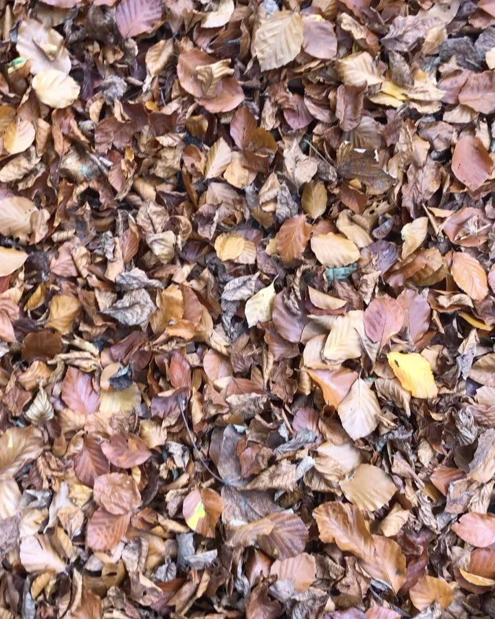 &lsquo;Catch a Falling Leaf&rsquo; Part 2&hellip;I&rsquo;ve been doing a lot of outdoor thinking this week. After a very busy time sometimes ideas sort out better doing &lsquo;nothing&rsquo;. Inspired by @josephcoelhoauthor wonderful keynote speech a