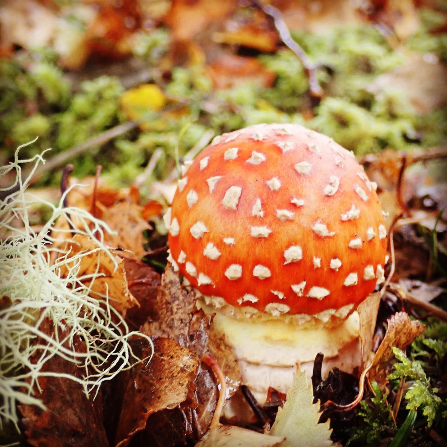 It&rsquo;s that wonderful time of year where the site is bursting with mushrooms. Check out this beauty:  Fly agaric is home to fairies &amp;  magical creatures, and is a lover of birch woodland, where it helps trees by transferring nutrients into th